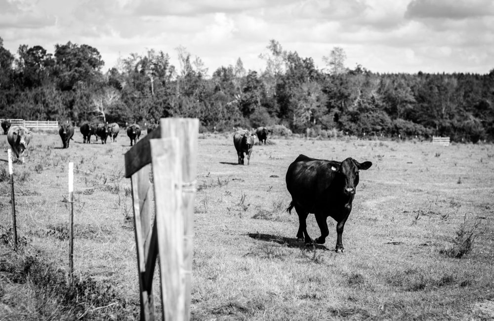 cows-grazing-field-against-sky